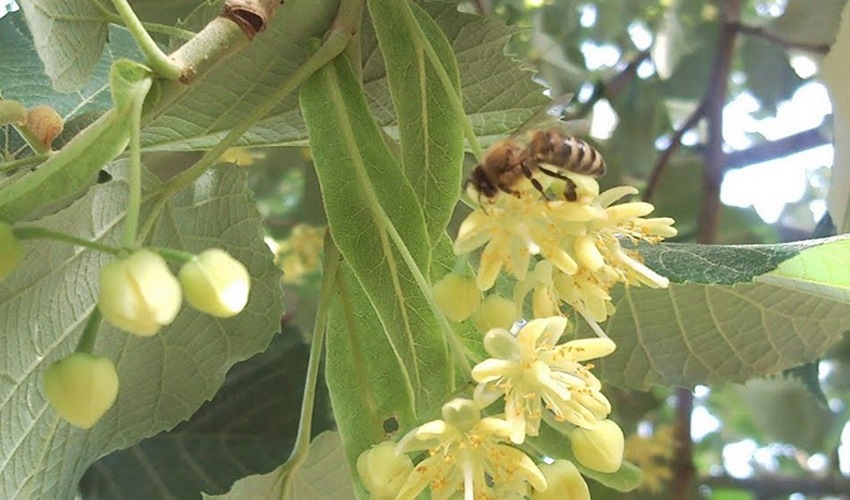 119 flamoyria
