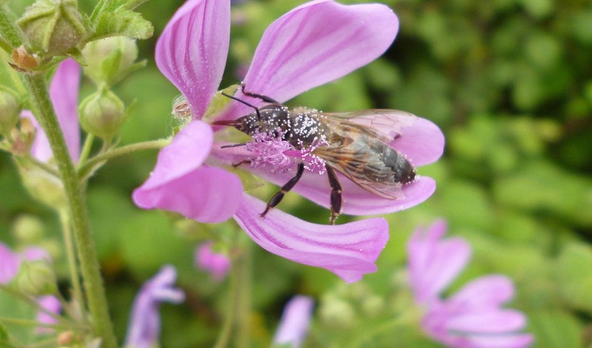 8 agriomoloxa