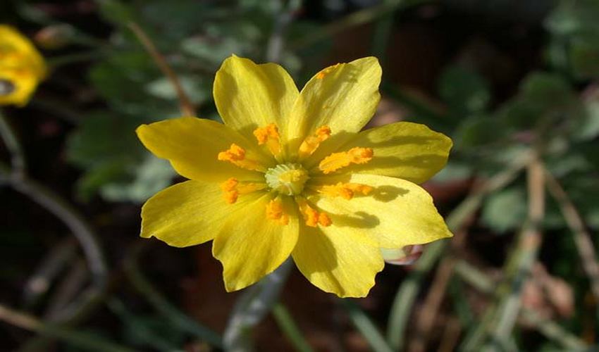11 mpongkardia